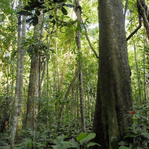 madeira-manejo-florestal madeira-manejo-florestal